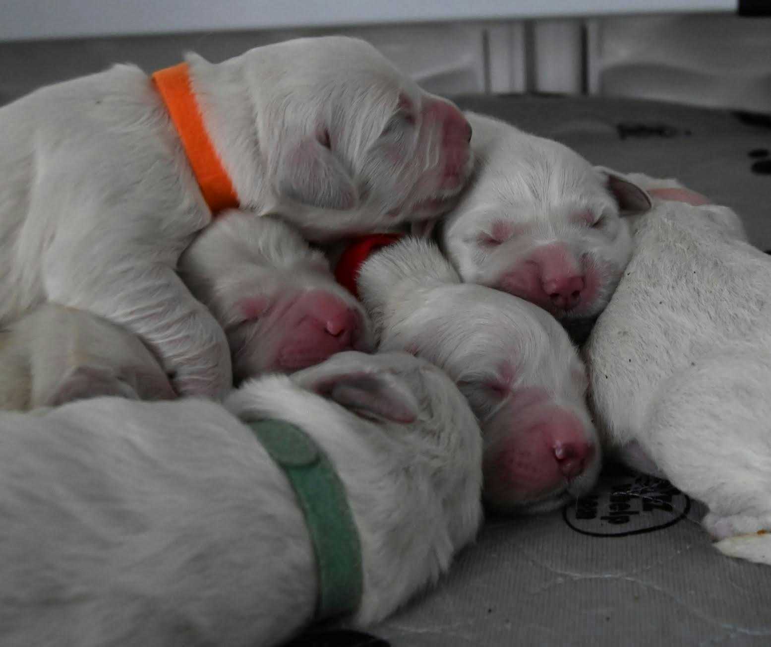 Kala X Vinny newborn puppies 2024