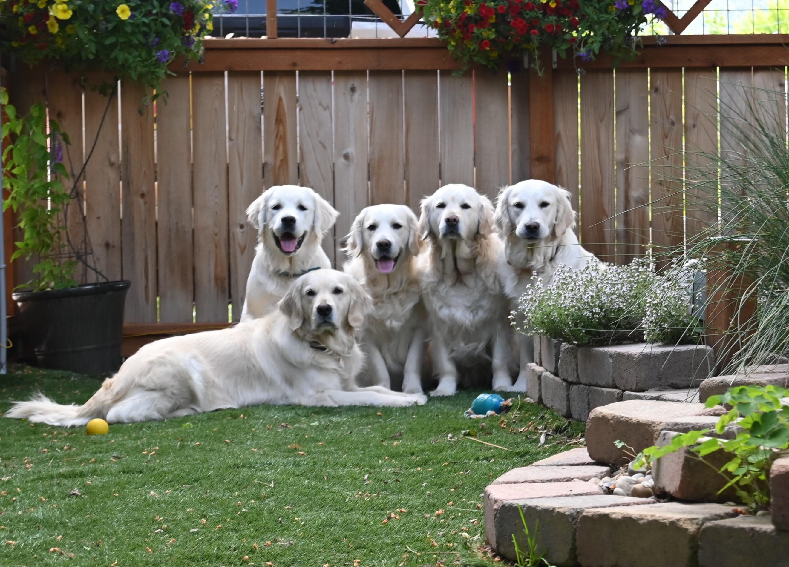 Five Golden Retrievers sitting in the garden